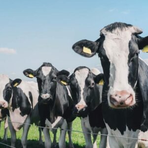 ALIMENTATION ANIMALE