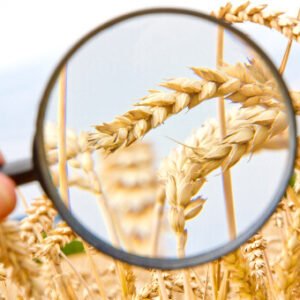 CÉRÉALES, MEUNERIE ET HUILES