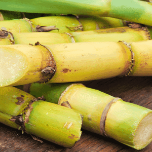 Transformation de la canne à sucre